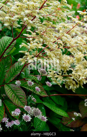 Rodgersia aesculifolia ann masterwort Astrantia bo blanc rose fleur fleurs mix floraison plantation mixte scheme Floral RM Banque D'Images