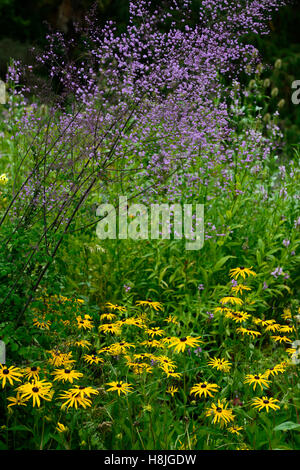 Delavayi thalictrum Hewitt's double Rudbeckia fulgida Goldsturm jaune violet la plantation d'herbes vivaces jardin floral RM Banque D'Images