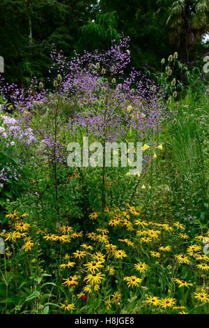 Delavayi thalictrum Hewitt's double Rudbeckia fulgida Goldsturm jaune violet la plantation d'herbes vivaces jardin floral RM Banque D'Images