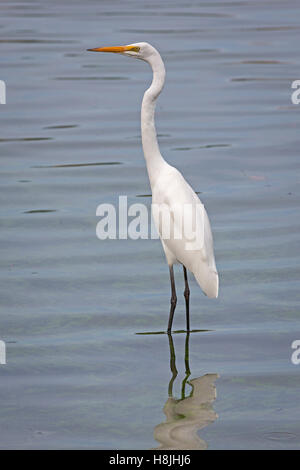 La Grande Aigrette (Ardea alba), également connu sous le nom de la grande aigrette, aigrette ou grand héron blanc. Banque D'Images