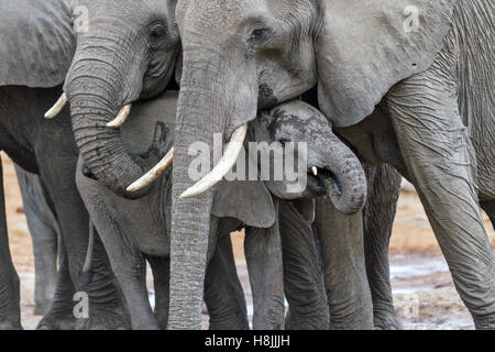 Partie d'une série d'images sur la complexité des interactions sociales de l'éléphant africain quand ils se rassemblent pour boire. Banque D'Images