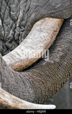 Partie d'une série d'images sur la complexité des interactions sociales de l'éléphant africain quand ils se rassemblent pour boire. Banque D'Images