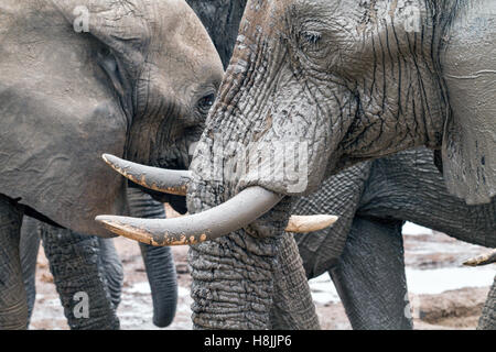 Partie d'une série d'images sur la complexité des interactions sociales de l'éléphant africain quand ils se rassemblent pour boire. Banque D'Images