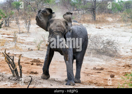 Partie d'une série d'images sur la complexité des interactions sociales de l'éléphant africain quand ils se rassemblent pour boire. Banque D'Images