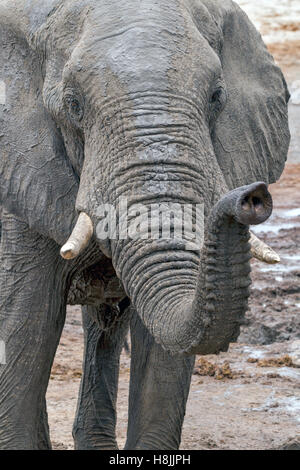 Partie d'une série d'images sur la complexité des interactions sociales de l'éléphant africain quand ils se rassemblent pour boire. Banque D'Images