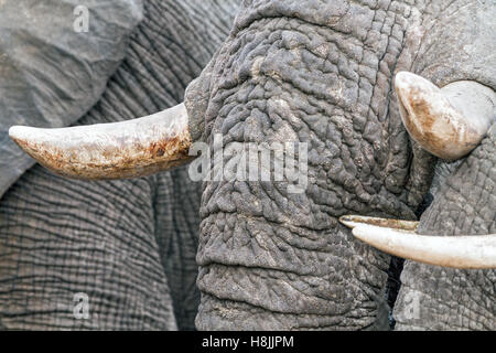 Partie d'une série d'images sur la complexité des interactions sociales de l'éléphant africain quand ils se rassemblent pour boire. Banque D'Images