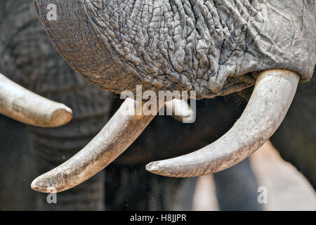 Partie d'une série d'images sur la complexité des interactions sociales de l'éléphant africain quand ils se rassemblent pour boire. Banque D'Images