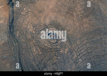 Partie d'une série d'images sur la complexité des interactions sociales de l'éléphant africain quand ils se rassemblent pour boire. Banque D'Images