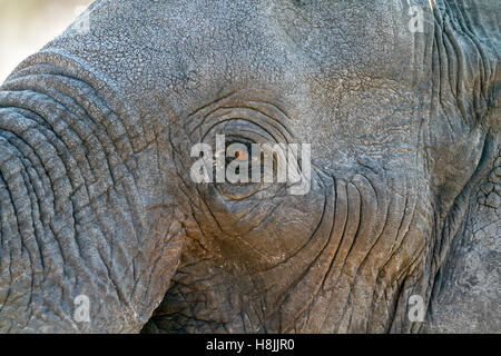 Partie d'une série d'images sur la complexité des interactions sociales de l'éléphant africain quand ils se rassemblent pour boire. Banque D'Images