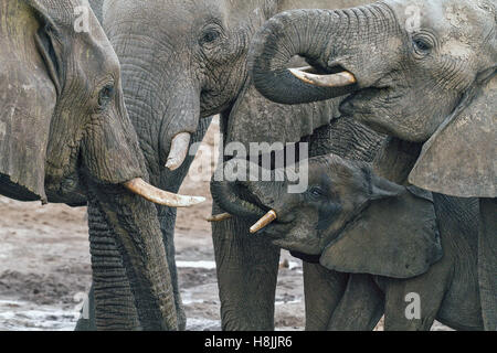 Partie d'une série d'images sur la complexité des interactions sociales de l'éléphant africain quand ils se rassemblent pour boire. Banque D'Images