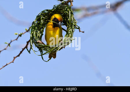 Le sud de Masked Weaver (Ploceus velatus) la construction du nid, Botswana Banque D'Images