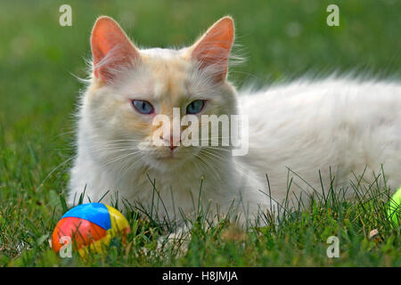 Chat Siamois blanc avec du gingembre marquages en herbe avec toy Banque D'Images