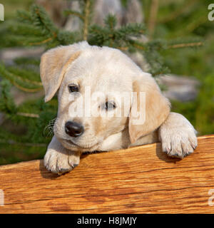 Mignon chiot Labrador Retriever jaune à la recherche de derrière un panneau de bois. Banque D'Images
