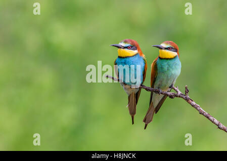 Bienenfresser, Guêpier d'Europe Merops apiaster, paire eater Banque D'Images