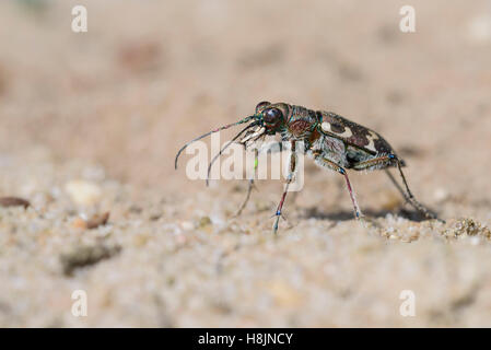 Duenen-Sandlaufkaefer, Cicindela hybrida, le nord de l'Dune Tiger Beetle Banque D'Images