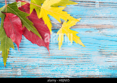 Automne fond jaune et vert avec des feuilles d'érable sur une surface en bois bleu. Banque D'Images