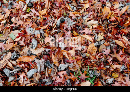Les feuilles d'automne dans différents tons de rouge et orange en couvrir le sol. Banque D'Images