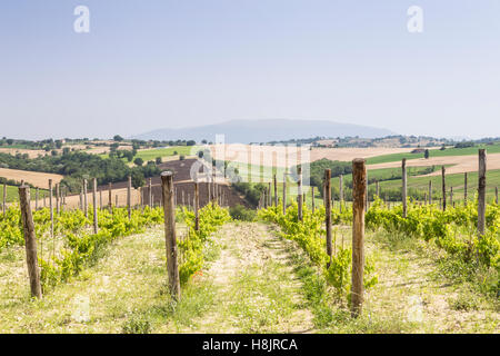 Vignobles près à Montefalco, dans le Val di Spoleto, Ombrie. Il est connu pour son vin rouge de Sagrantino. Banque D'Images