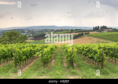 Vignobles près de Todi, Ombrie, IL. Banque D'Images