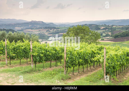 Vignobles près de Todi, Ombrie, IL. Banque D'Images