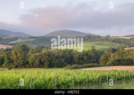 Vignobles près à Montefalco, dans le Val di Spoleto, Ombrie. Il est connu pour son vin rouge de Sagrantino. Banque D'Images