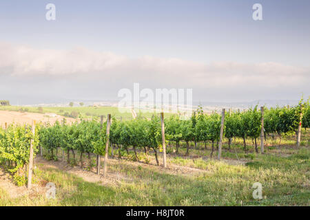 Vignobles près à Montefalco, dans le Val di Spoleto, Ombrie. Il est connu pour son vin rouge de Sagrantino. Banque D'Images