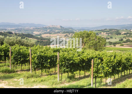 Vignobles près de Todi, Ombrie. Banque D'Images