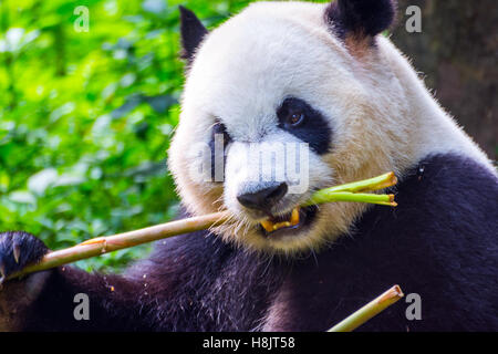 Panda géant (Ailuropoda melanoleuca) assis et mangent du bambou Banque D'Images