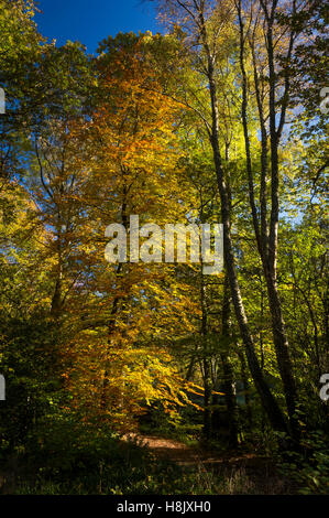 Couleurs d'automne sur les feuilles d'un hêtre commun arbre en bois Dunsford, Devon, UK. Banque D'Images