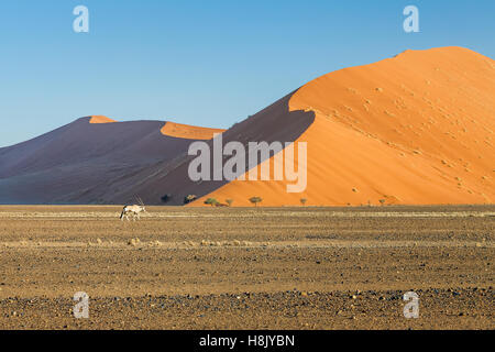 Un oryx Oryx gazella à côté de l'Sossousvlei dunes Banque D'Images