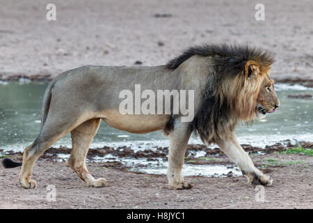 Lion mâle PANTHERO LEO à un point d'eau Kgalagadi Banque D'Images