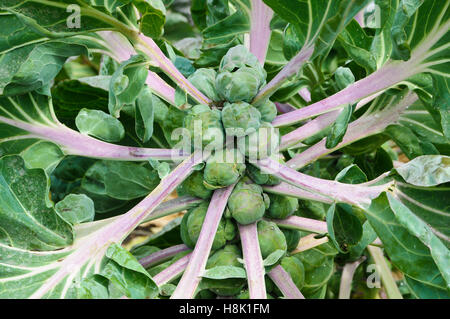 Close-Up of Brussels Sprouts Banque D'Images