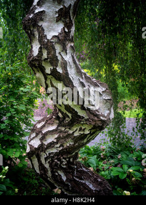 Alder tronc d'arbre. Oregon Banque D'Images