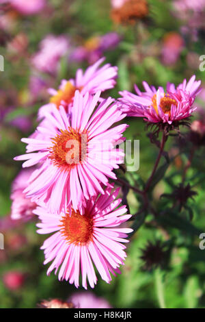 Belle et rose asters dans le jardin en Septembre Banque D'Images