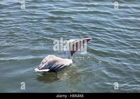 Pélican brun Pelecanus occidentalis,, dans un marais à Huntington Beach, California, United States Banque D'Images