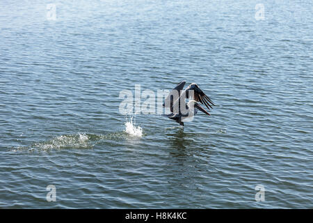 Pélican brun Pelecanus occidentalis,, dans un marais à Huntington Beach, California, United States Banque D'Images