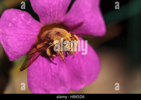 Vallée de l'homme couleur or abeille charpentière Xylocopa nom scientifique, le varipuncta, également appelé un ours en peluche. Les mâles ne piquent pas. Banque D'Images