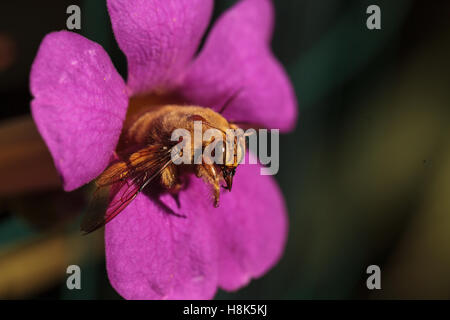 Vallée de l'homme couleur or abeille charpentière Xylocopa nom scientifique, le varipuncta, également appelé un ours en peluche. Les mâles ne piquent pas. Banque D'Images