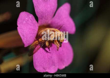 Vallée de l'homme couleur or abeille charpentière Xylocopa nom scientifique, le varipuncta, également appelé un ours en peluche. Les mâles ne piquent pas. Banque D'Images