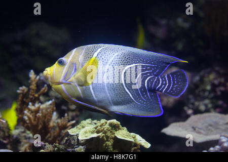 Angelfish Pomacanthus semicirculatus (demi-cercle), aussi connu comme le Coran de poissons-anges. Banque D'Images