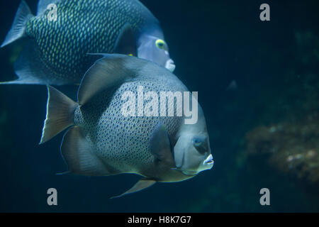 Angelfish Pomacanthus arcuatus (gris), également connu sous le nom de black de poissons-anges. Banque D'Images