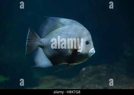 Angelfish Pomacanthus arcuatus (gris), également connu sous le nom de black de poissons-anges. Banque D'Images