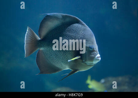 Angelfish Pomacanthus arcuatus (gris), également connu sous le nom de black de poissons-anges. Banque D'Images