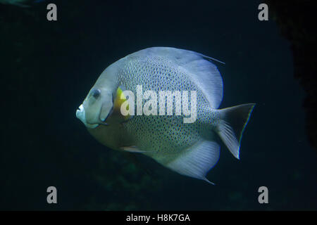 Angelfish Pomacanthus arcuatus (gris), également connu sous le nom de black de poissons-anges. Banque D'Images