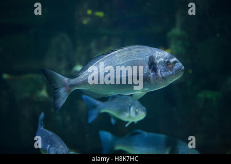 Deux communes sont la dorade (Diplodus vulgaris). Banque D'Images