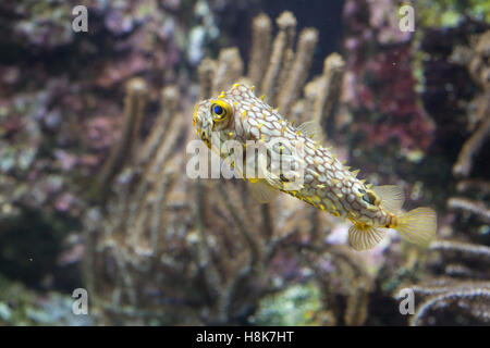 Burrfish rayé (Chilomycterus schoepfi), également connu sous le nom de la tortue-boxfish. Banque D'Images