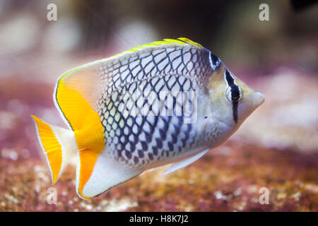 Pearlscale médiocre (Chaetodon xanthurus), également connu sous le nom de papillons chevron aux Philippines. Banque D'Images