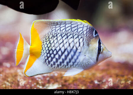 Pearlscale médiocre (Chaetodon xanthurus), également connu sous le nom de papillons chevron aux Philippines. Banque D'Images
