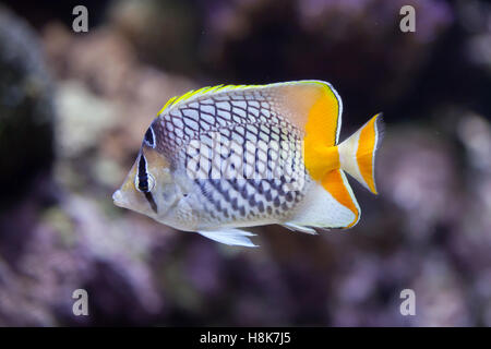 Pearlscale médiocre (Chaetodon xanthurus), également connu sous le nom de papillons chevron aux Philippines. Banque D'Images