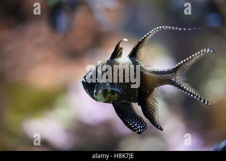 'Apogon de Kaudern (Pterapogon kauderni). Les poissons marins. Banque D'Images